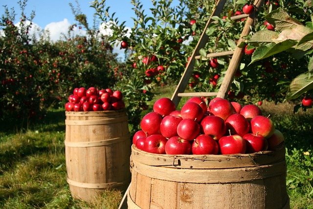 bushells of apples in an orchard