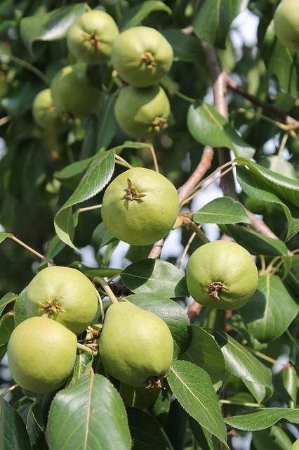 pear tree with pears growing